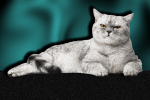 angry cat in need of coping skills
