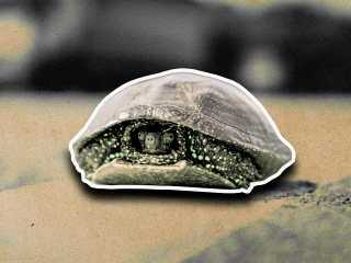 a turtle in it's shell indicating that it is feeling insecure