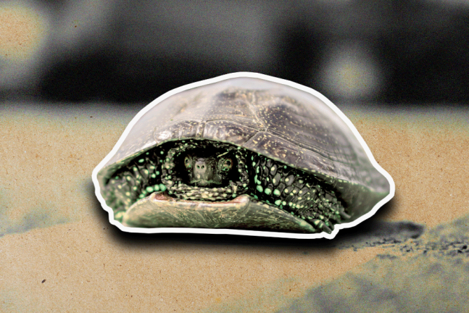 a turtle in it's shell indicating that it is feeling insecure