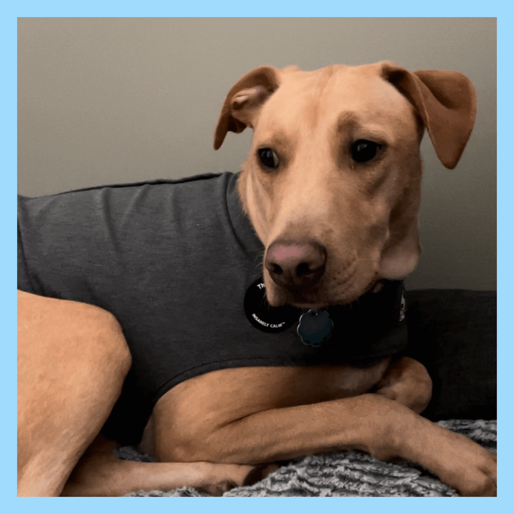 Casey The Dog scared of her Thundershirt that's supposed to calm her. Anxiety in dogs is a thing!