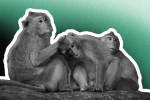 monkeys snuggling together