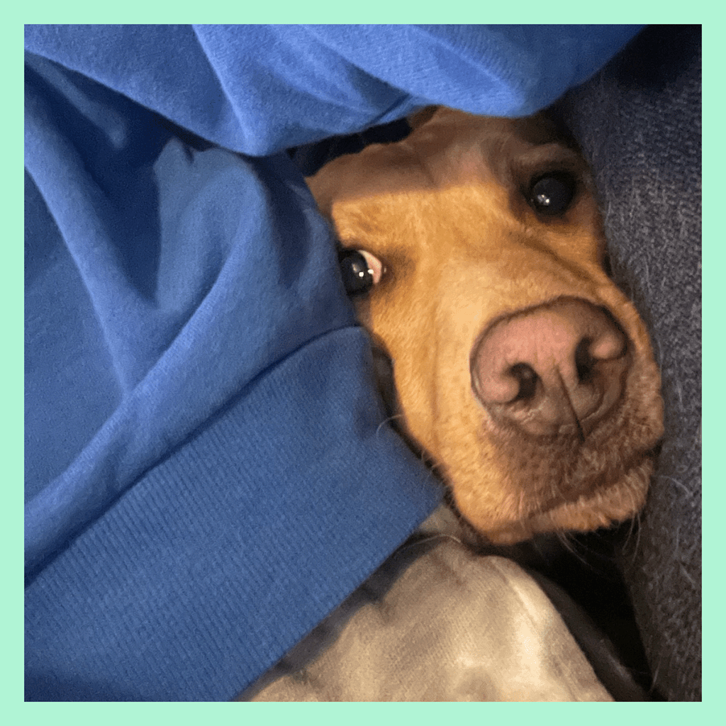 A very cute and very scared dog is hiding between our staff writer on her couch. Anxiety in dogs is a thing!