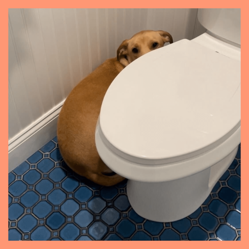 Our writer's dog is hiding behind a toilet because anxiety in dogs is a thing!