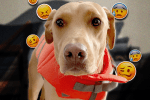 Anxiety in dogs exists, especially this Wondermind writer's dog named Casey