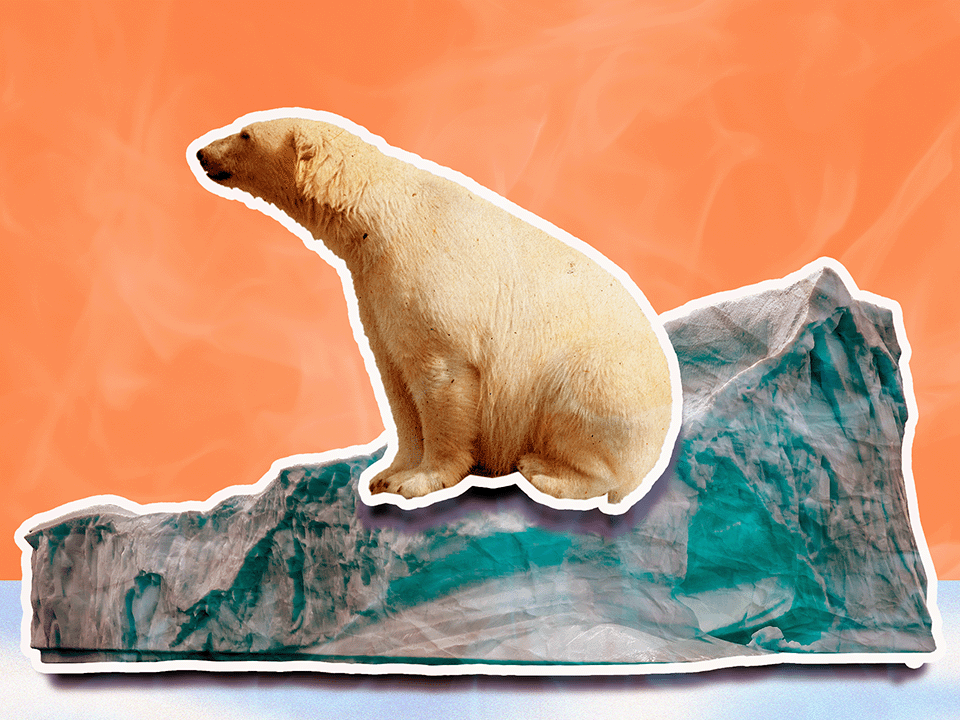 Polar bear on a melting ice cap