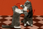 two cats fighting, illustrating how to handle conflict with friends
