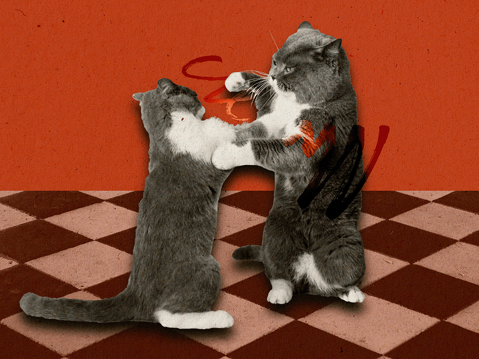 two cats fighting, illustrating how to handle conflict with friends