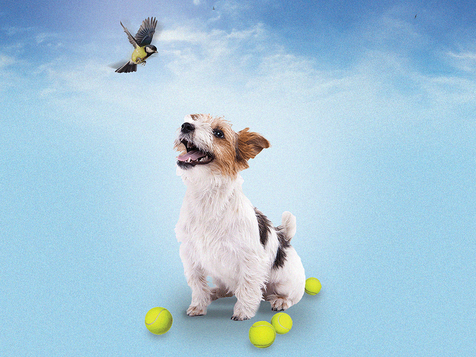 a dog getting distracted by a bird to portray inattentive ADHD
