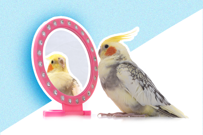 a parakeet looking in the mirror to represent body dysmorphia