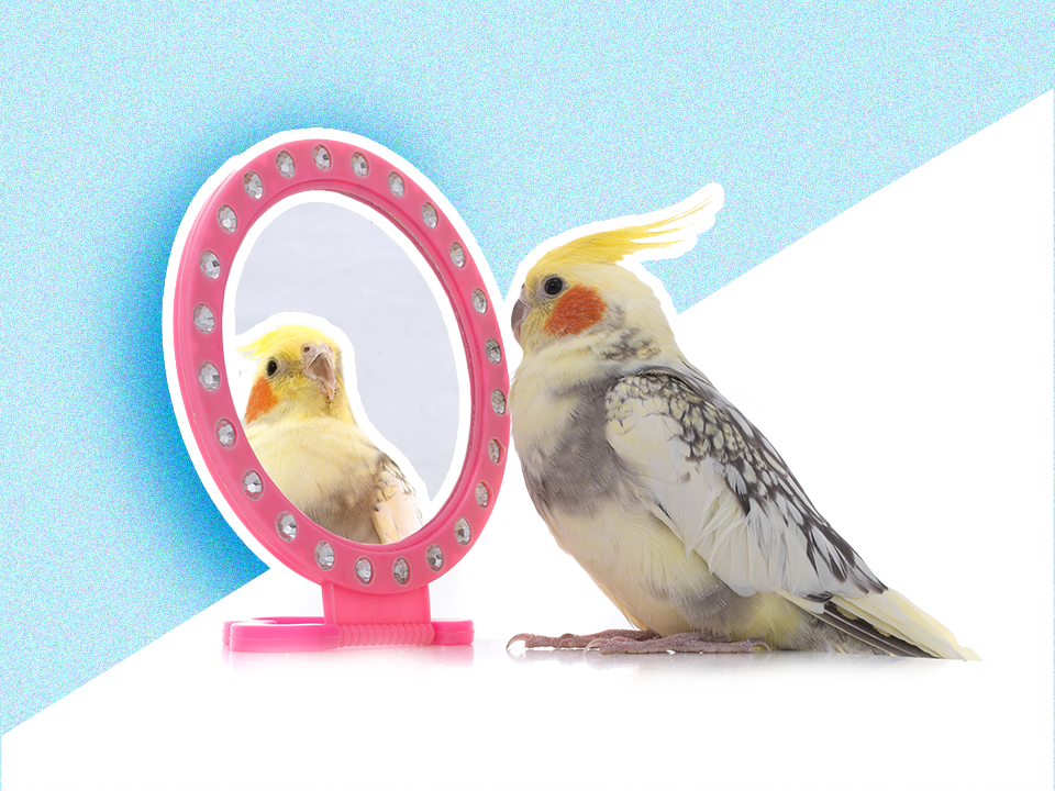 a parakeet looking in the mirror to represent body dysmorphia