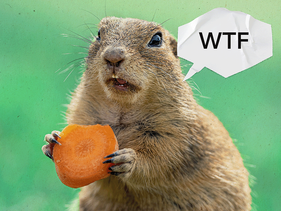 A groundhog eating a carrot while having an intrusive thought