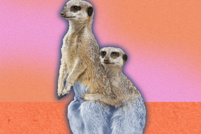 one meerkat clinging to another meerkat in a way that indicates it's codependent