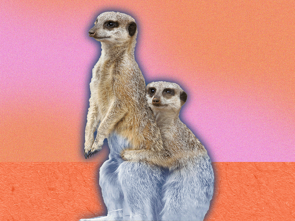 one meerkat clinging to another meerkat in a way that indicates it's codependent