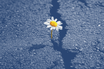 A daisy growing out of a crack in the cement to represent getting better when you're feeling hopeless