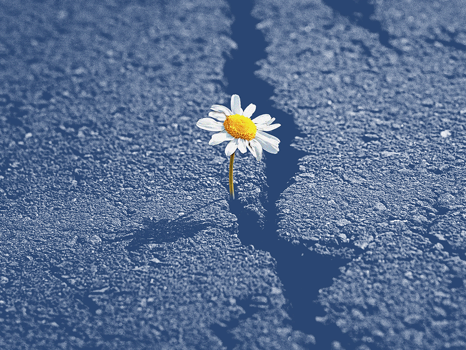 A daisy growing out of a crack in the cement to represent getting better when you're feeling hopeless