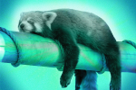 Red panda learning how to rest