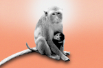 a monkey and baby monkey symboizing perinatal mental health