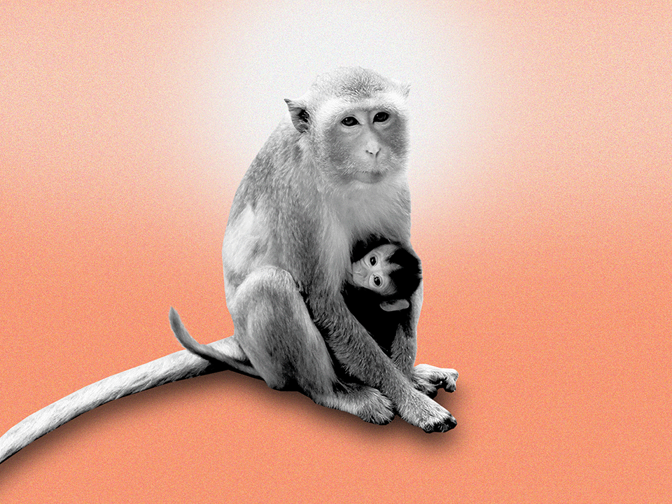 a monkey and baby monkey symboizing perinatal mental health
