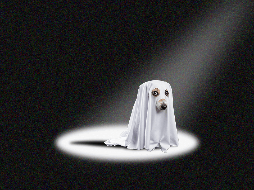a dog in a white sheet to represent being ghosted