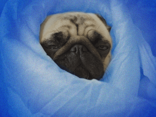 A pug wrapped in a blanket because of winter depression