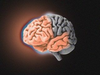 Picture of the brain highlighting the area that primary progressive aphasia impacts