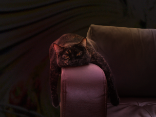 a cat looking sad on an arm chair representing chronic illness burnout