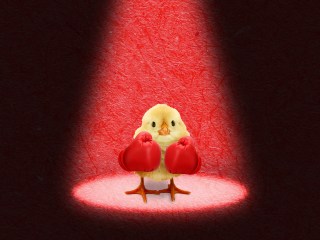 a tiny bird with boxing gloves on who is ready to manage conflict