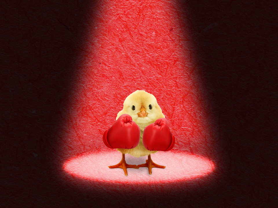 a tiny bird with boxing gloves on who is ready to manage conflict